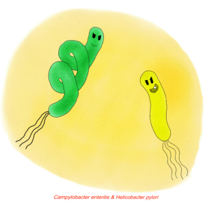 Campylobacter and Helicobacter